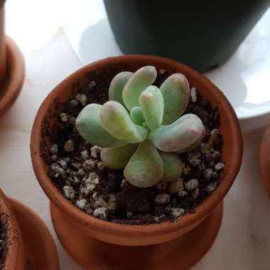 Pachyphytum 'Moonstones'