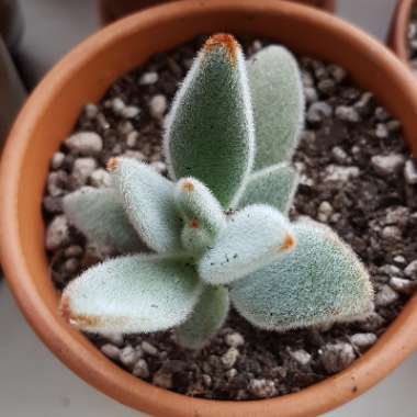 Kalanchoe 'Tomentosa'