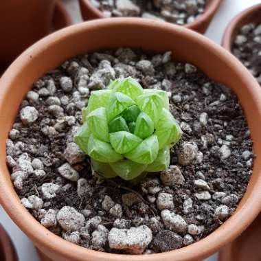 Haworthia 'Cathedral Window'