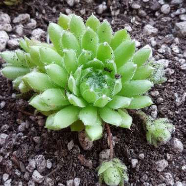 Sempervivum 'Fuzzy Wuzzy'