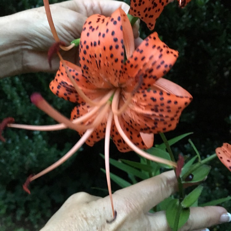 Plant image Lilium 'Tiger Babies Group' syn. Lilium 'Tiger Babies'