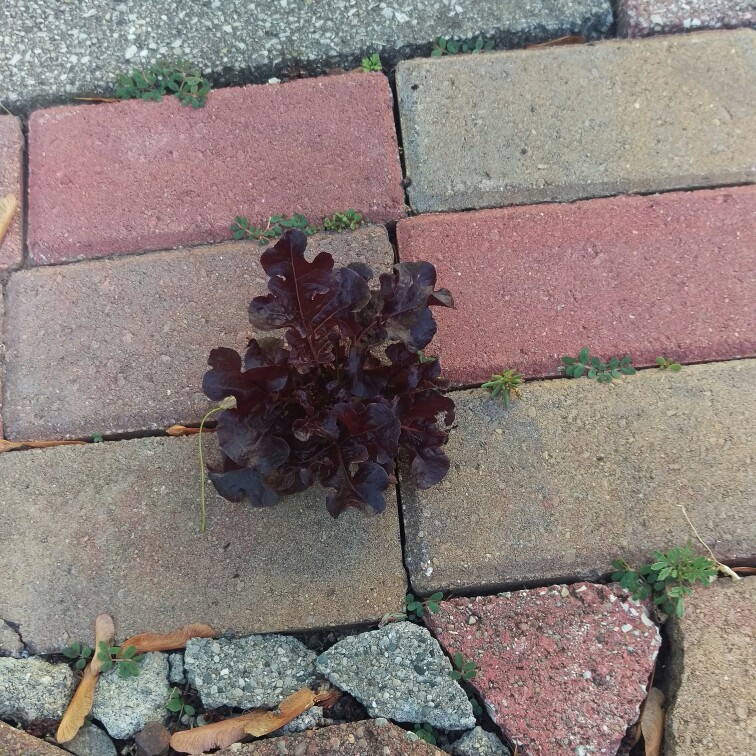 Plant image Lactuca sativa 'Bijou'