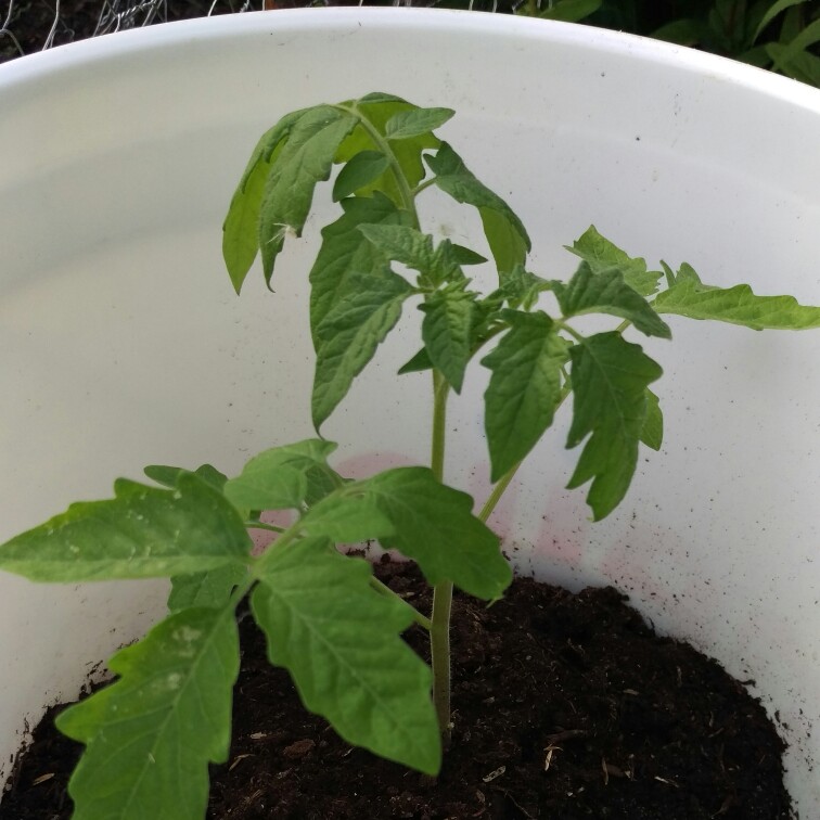 Plant image Solanum Lycopersicum 'Purple Cherokee'