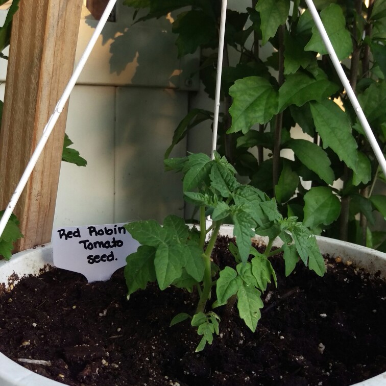 Plant image Solanum Lycopersicum var. cerasiforme 'Red Robin'