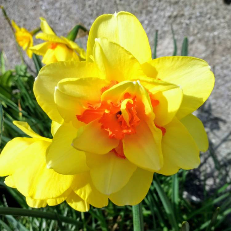 Plant image Narcissus 'Tahiti'