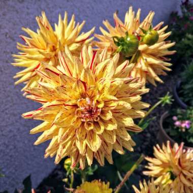 Dahlia 'Painted Lady'