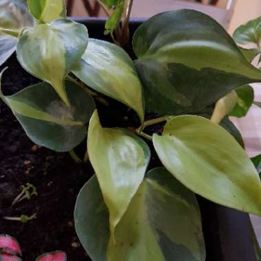 Philodendron 'Brasil'