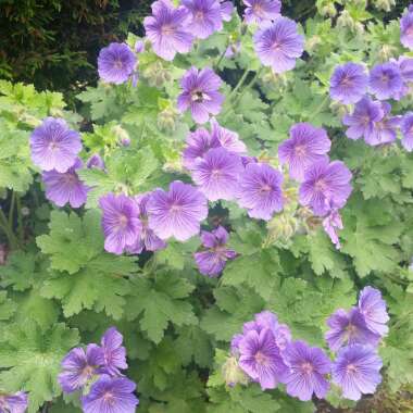 Himalayan Cranesbill