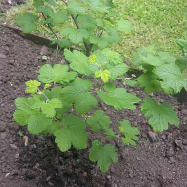 Flowering Currant