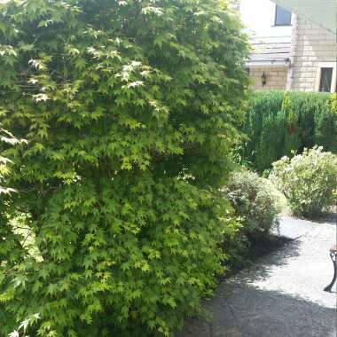 Japanese Maple 'Orange Dream'