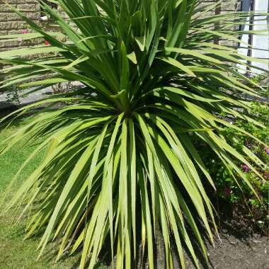 Cabbage Tree