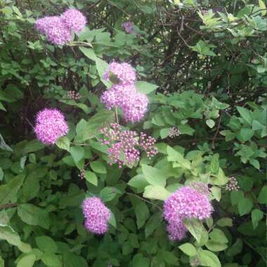 Spiraea 'Candlelight'