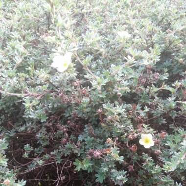 Alpine Cinquefoil 'Nana'