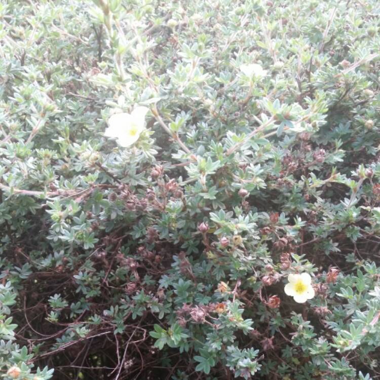 Plant image Potentilla verna 'Nana'