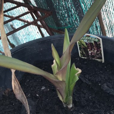 Eucomis bicolor