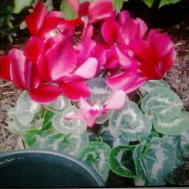 Cyclamen (Hardy)