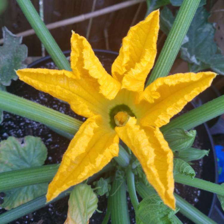 Plant image Cucurbita Pepo var. Cylindrica 'Romanesco'