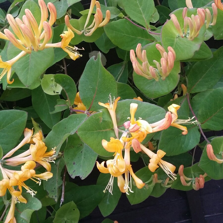 Plant image Lonicera periclymenum 'Scentsation'