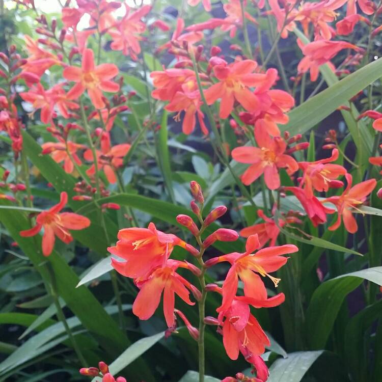 Plant image Crocosmia x crocosmiiflora 'Twilight Fairy Gold'