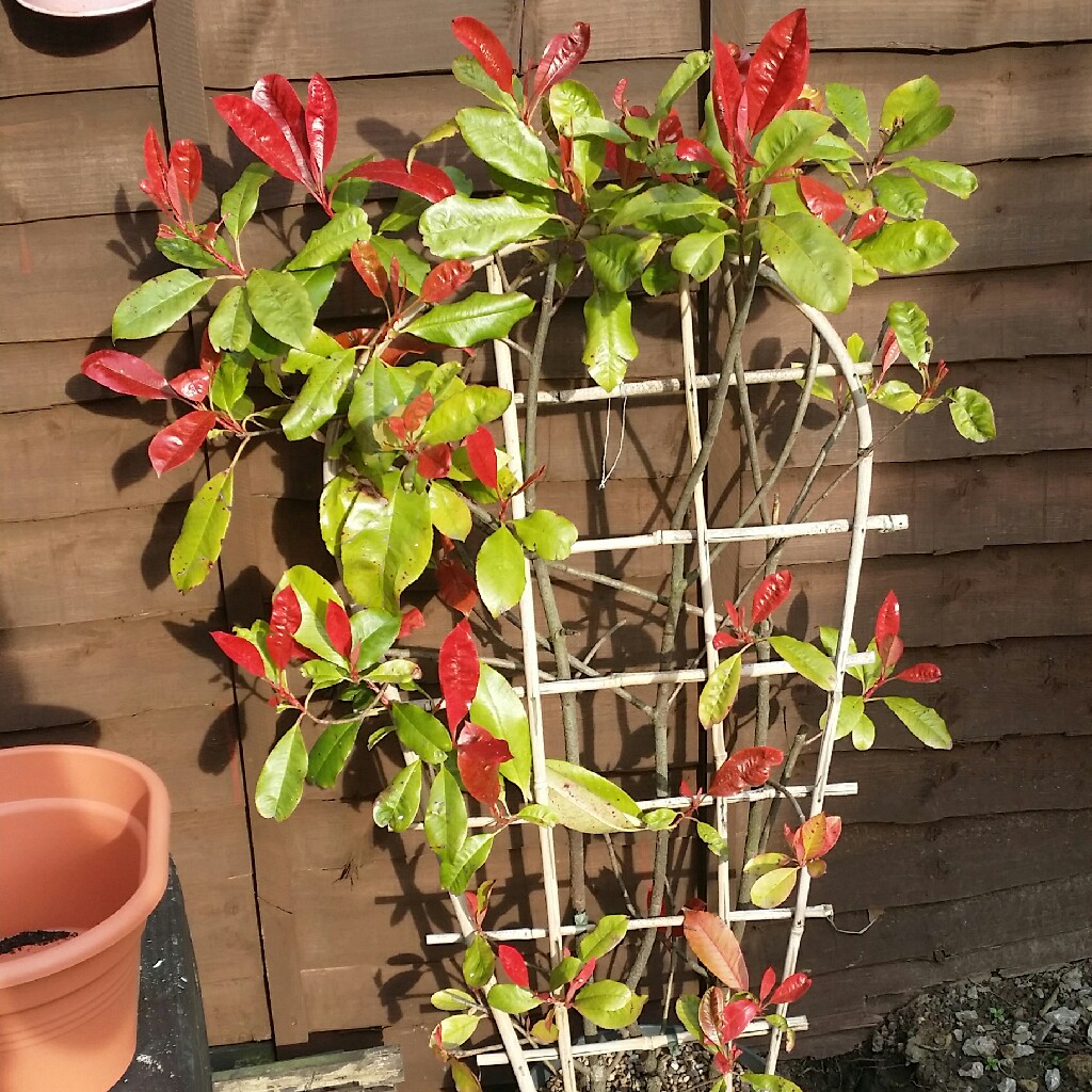 Plant image Photinia x fraseri 'Little Red Robin'