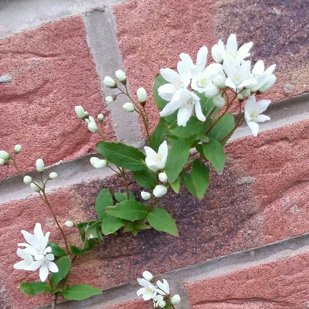 Plant image Exochorda x macrantha 'The Bride'