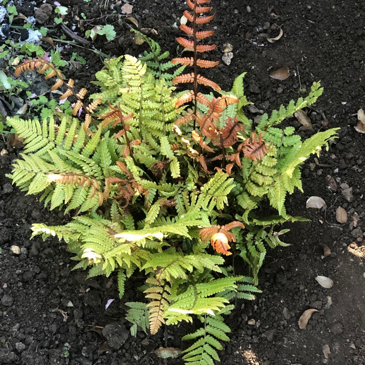 Plant image Dryopteris lepidopida