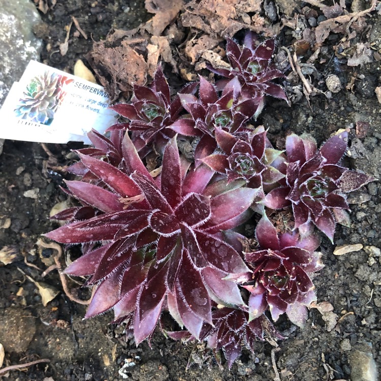 Plant image Sempervivum Black Mini