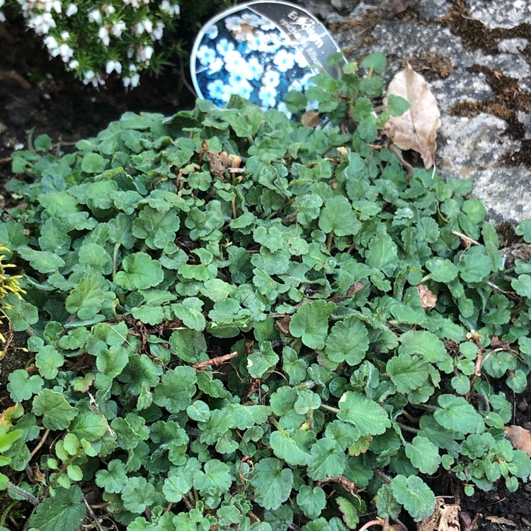 Plant image Erodium reichardii 'Album'