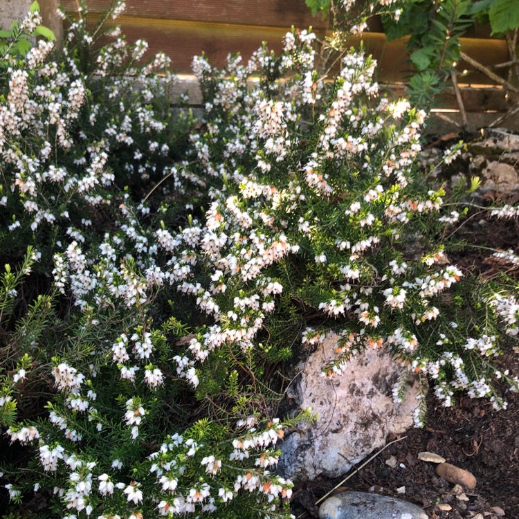 Plant image Erica x darleyensis f. albiflora 'White Perfection'