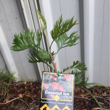 Grevillea 'Coconut Ice'