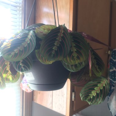 Maranta leuconeura 'Fascinator Tricolour'