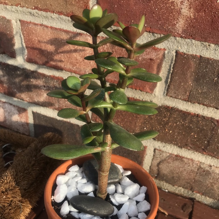 Plant image Crassula Ovata Bonsai