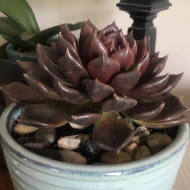 Echeveria Black Prince