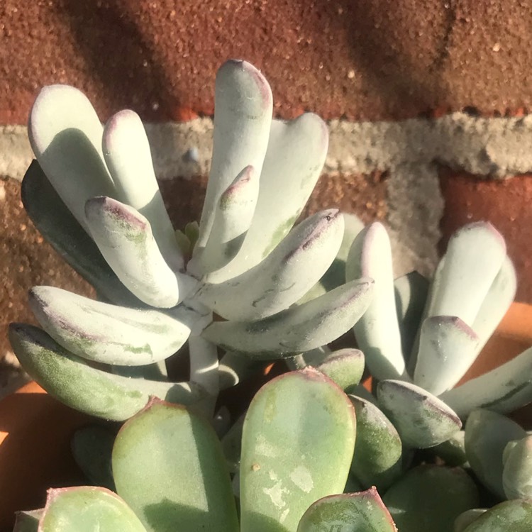 Plant image Cotyledon 'Happy Young Lady'