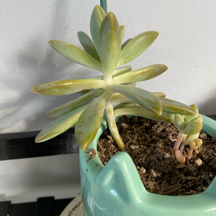 Plant image Dudleya greenei 