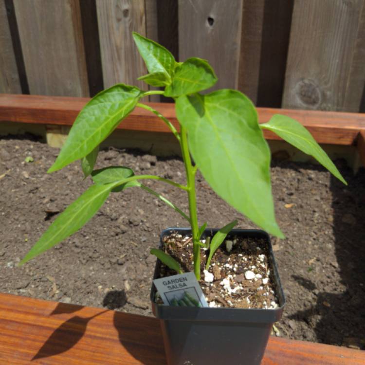 Plant image Capsicum Annuum