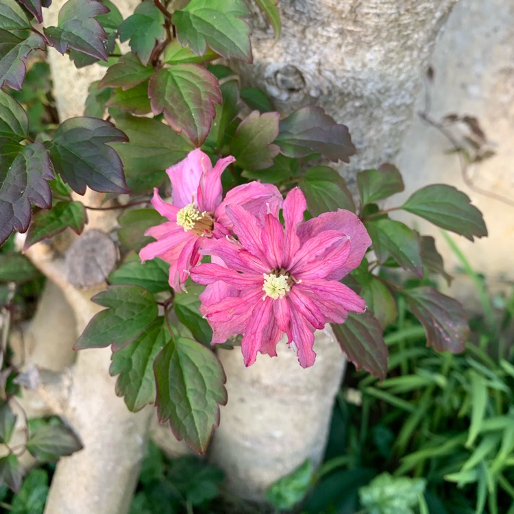 Plant image Clematis montana 'Broughton Star'