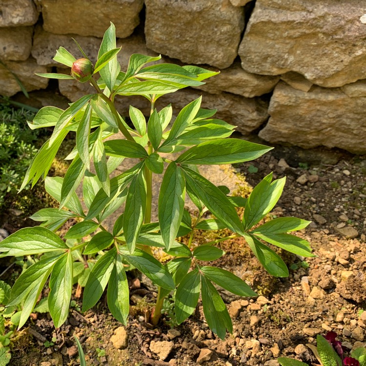 Plant image Paeonia 'Flame' syn. Paeonia lactiflora 'Flame'