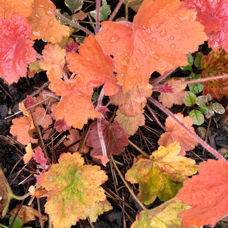 Plant image Heuchera 'Southern Comfort'