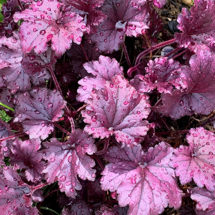 Plant image Heuchera 'Forever Purple'