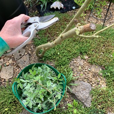 Argyrocytisus Battandieri syn. Cytisus battandieri