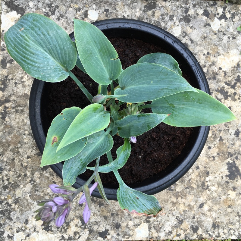 plant image 130342