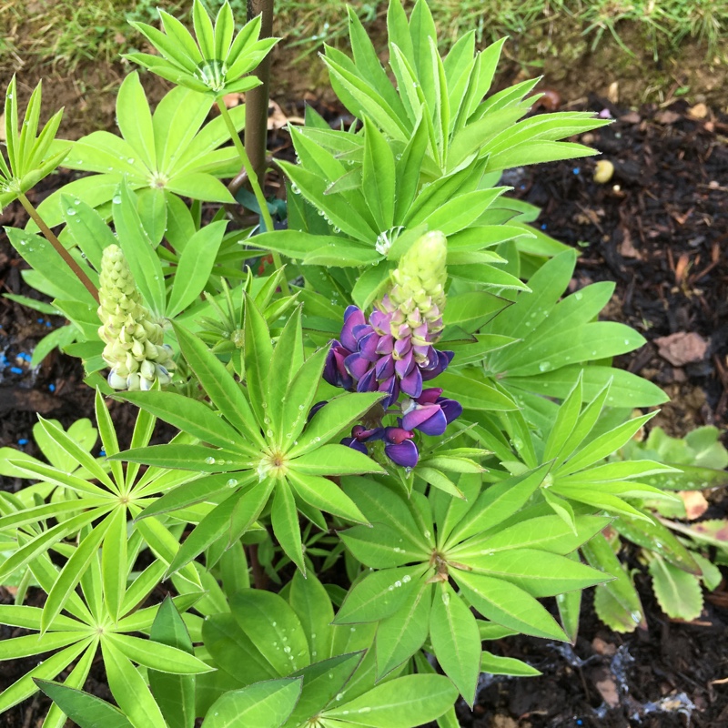 Plant image Lupinus 'Gallery Dwarf Mixed'