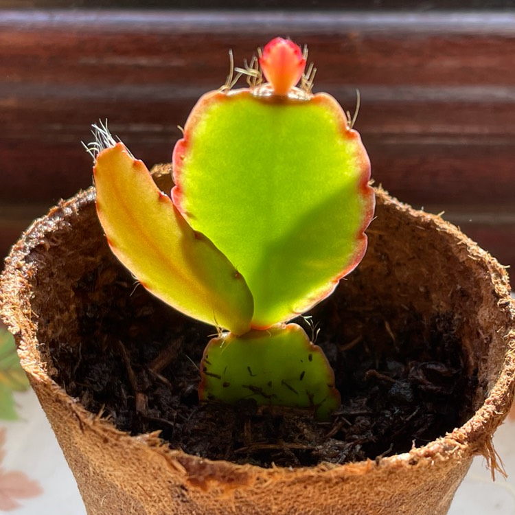 Plant image Schlumbergera