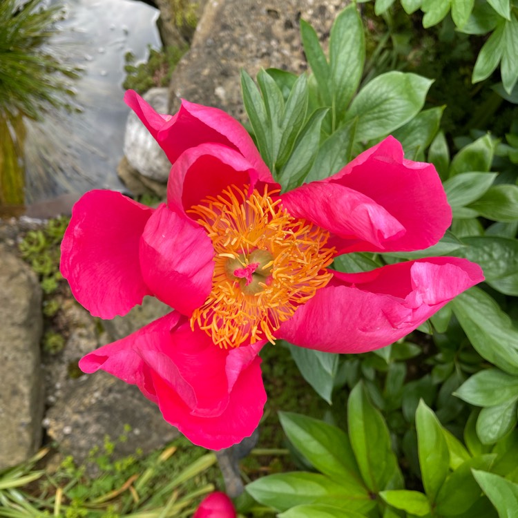 Plant image Paeonia 'Flame' syn. Paeonia lactiflora 'Flame'