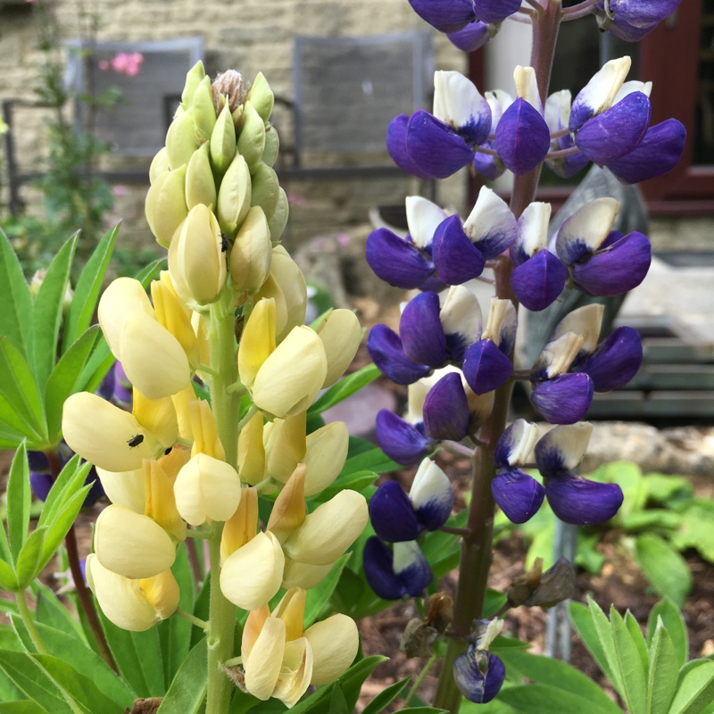 Plant image Lupinus 'Gallery Dwarf Mixed'