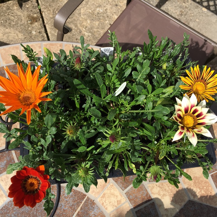 Plant image Gazania 'Daybreak Mix'