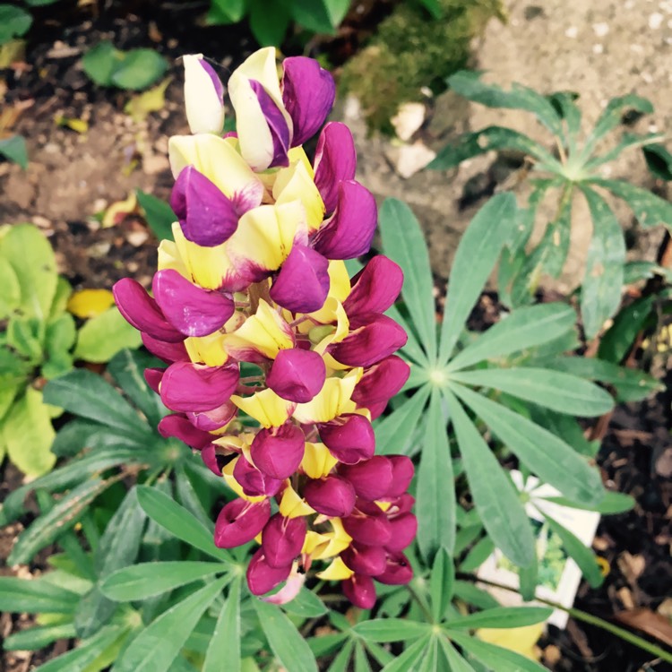 Plant image Lupinus 'Manhattan Lights'