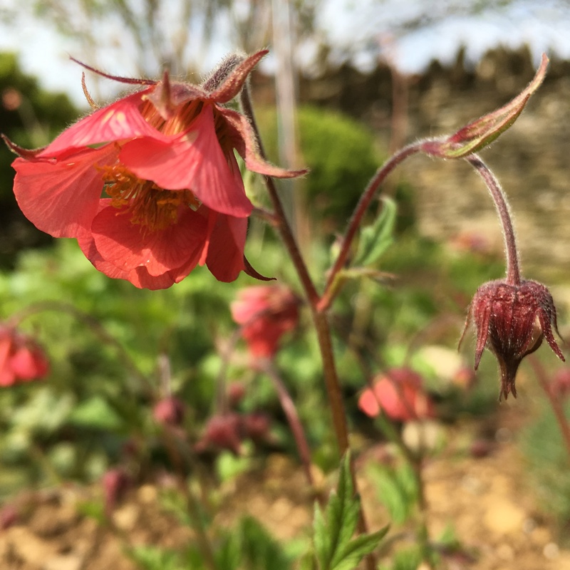 Plant image Geum rivale 'Leonard's Variety'