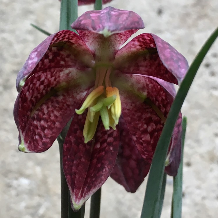 plant image 653021